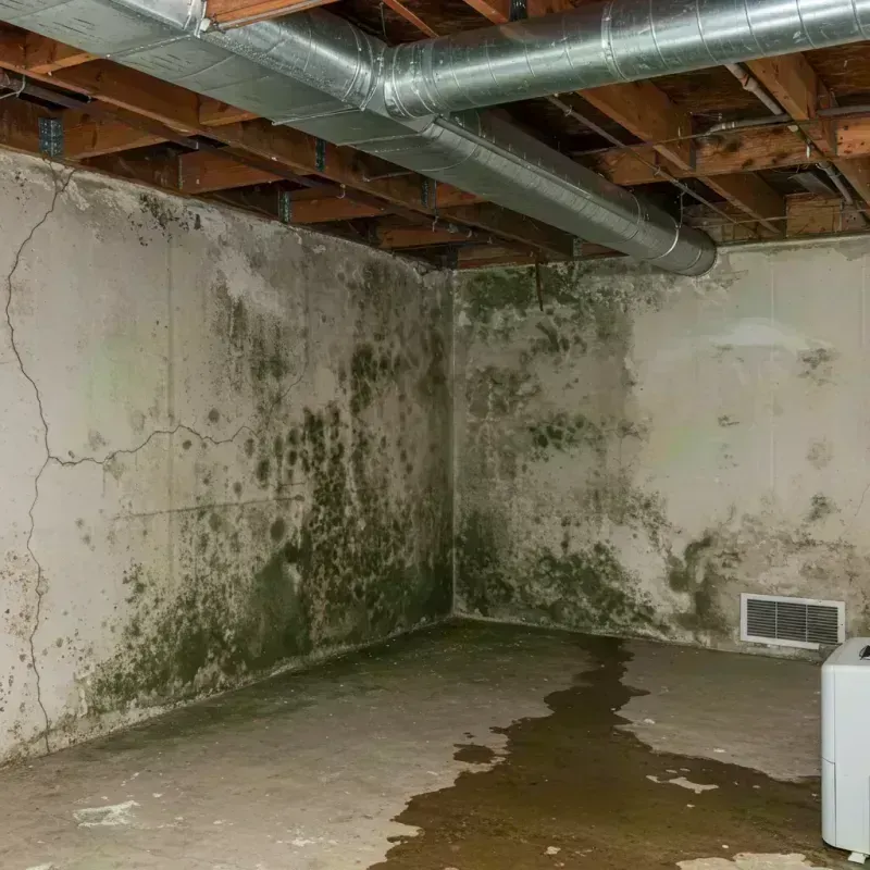 Professional Mold Removal in Bridgeport, WV